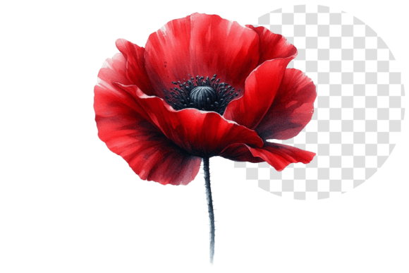 Download Poppify Watercolor Red Poppy Clipart - Clipart Collection