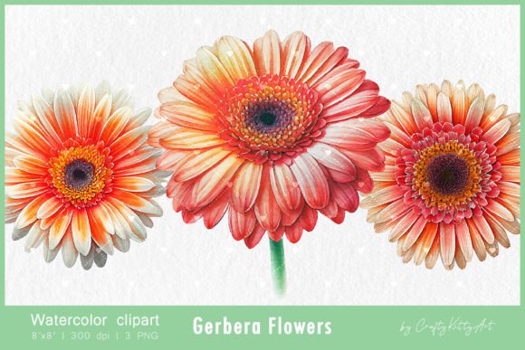 Download Gerbera Daisy Flower Watercolor Clipart - Clipart Collection
