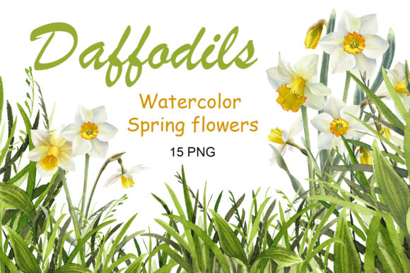 Download Watercolor Daffodil Flower Clipart - Clipart Collection