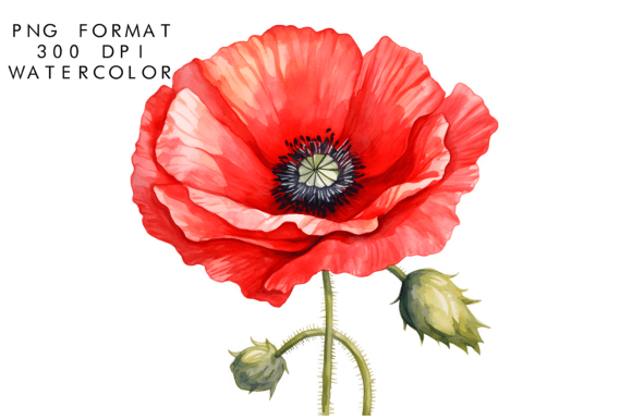 Download Watercolor Poppy Flower Clipart - Clipart Collection