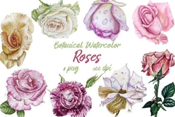 Download Botanical Watercolor Clipart Roses, Png - Clipart Collection