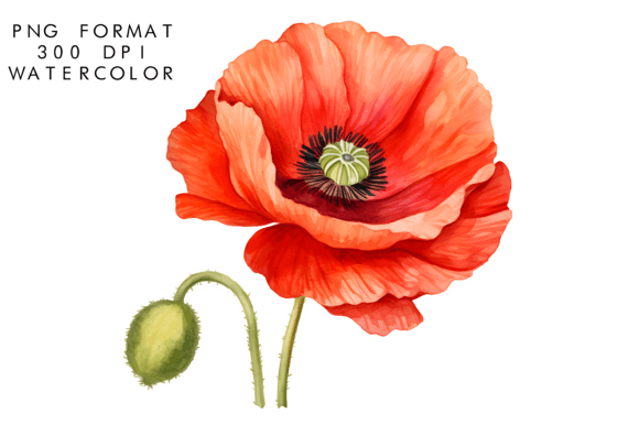 Download Watercolor Poppy Flower Clipart - Clipart Collection