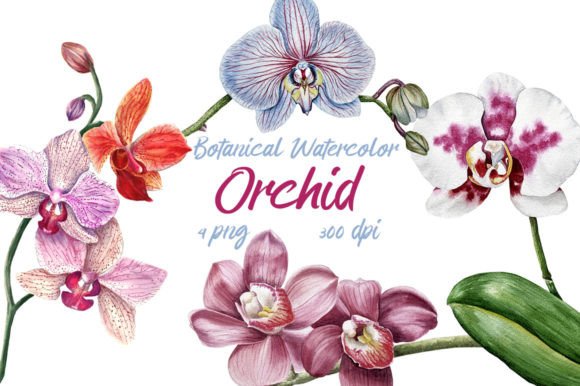 Download Botanical Watercolor Clipart Orchid, Png - Clipart Collection