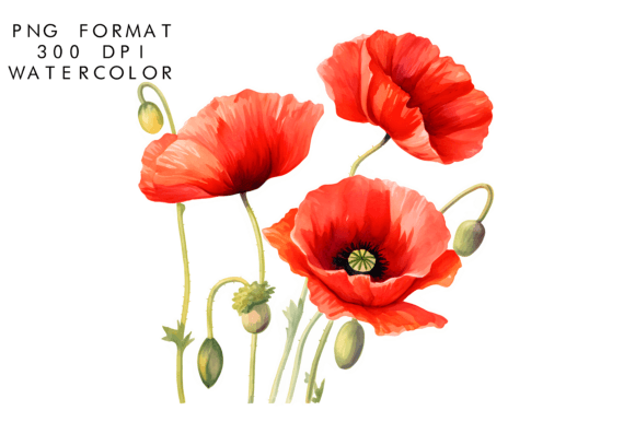 Download Watercolor Poppy Flower Clipart - Clipart Collection