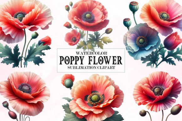 Download Watercolor Poppy Flower Clipart Bundle - Clipart Collection